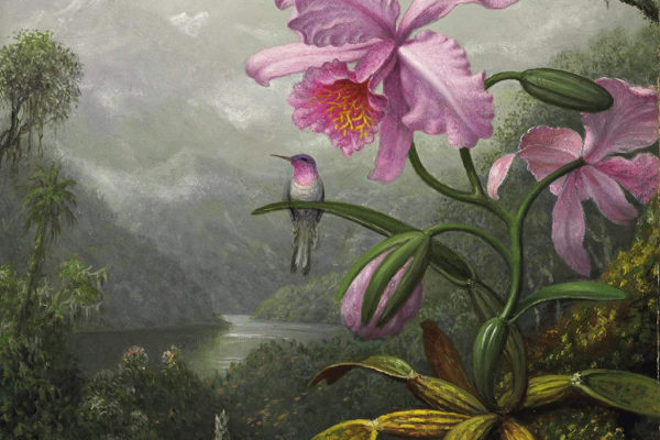 Orchid Quotes for Grace and Elegance Elegant orchid flower symbolizing exquisite beauty